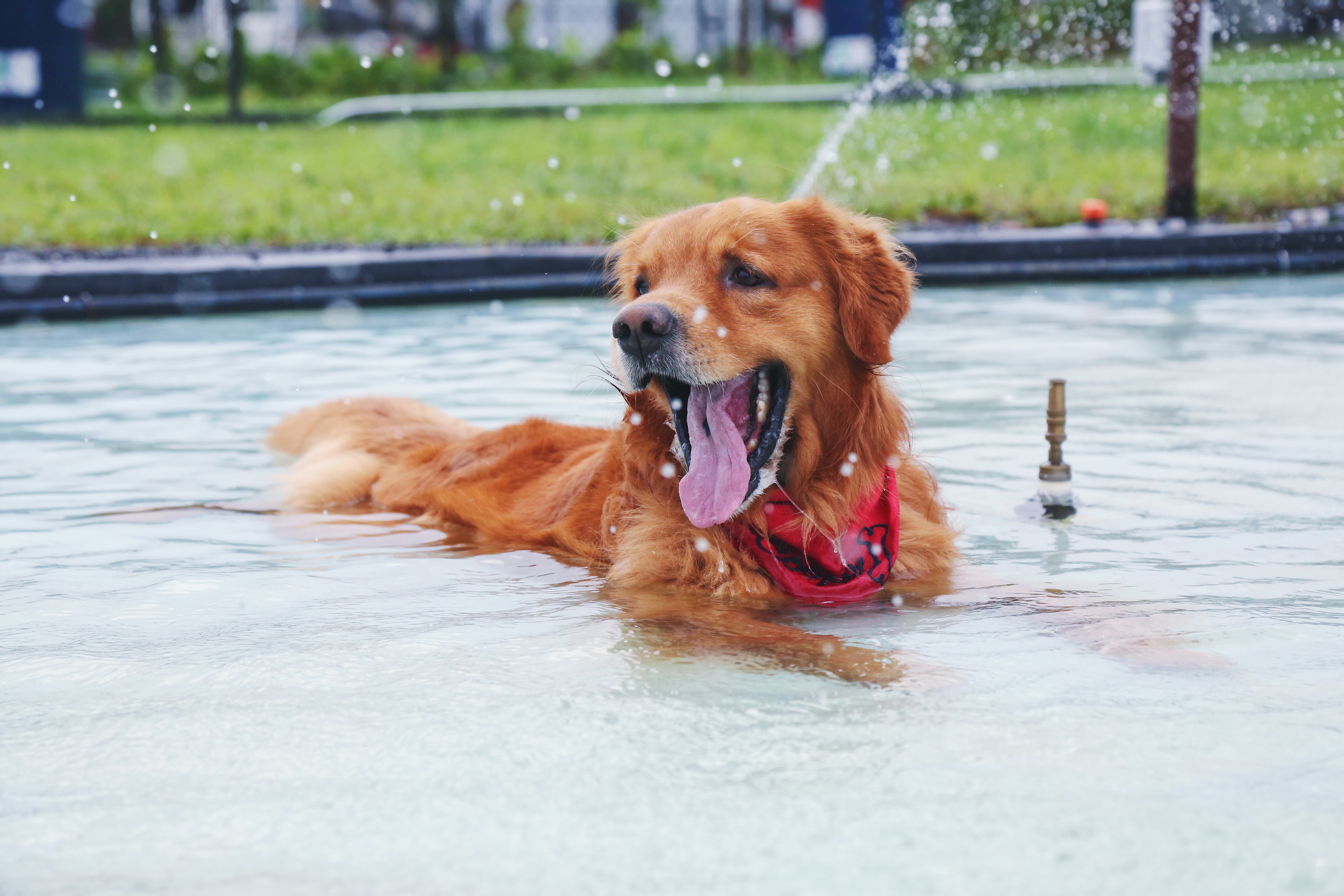 Why Are Golden Retrievers More Likely To Get Cancer Survivornet